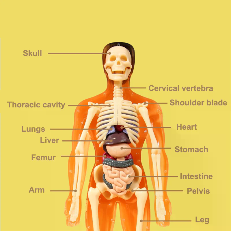 Modello Anatomico 3D del Schel - Kids Education Kit recensione e prezzo